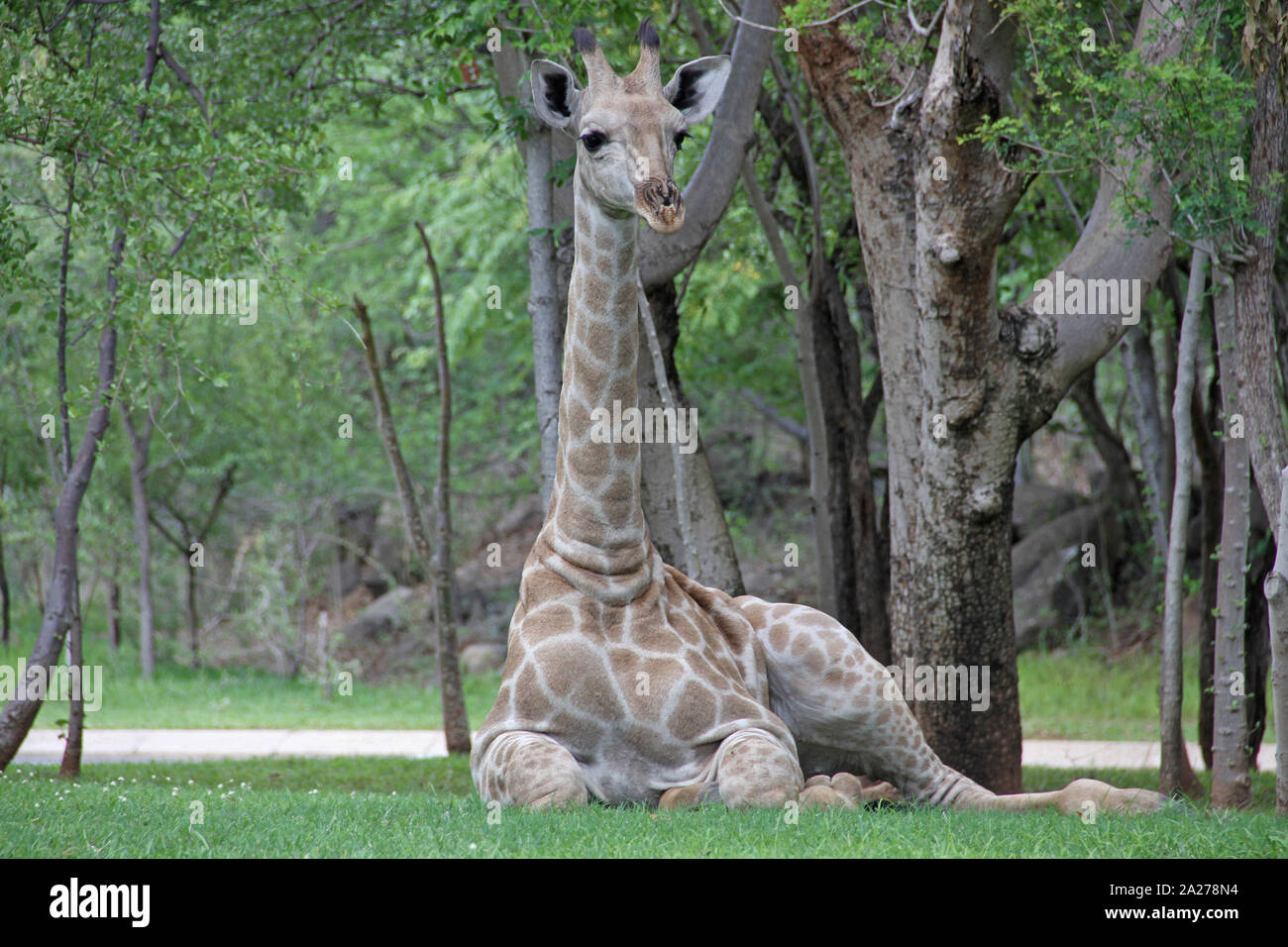 Giraffa africana posa sul prato, Zimbabwe. Foto Stock