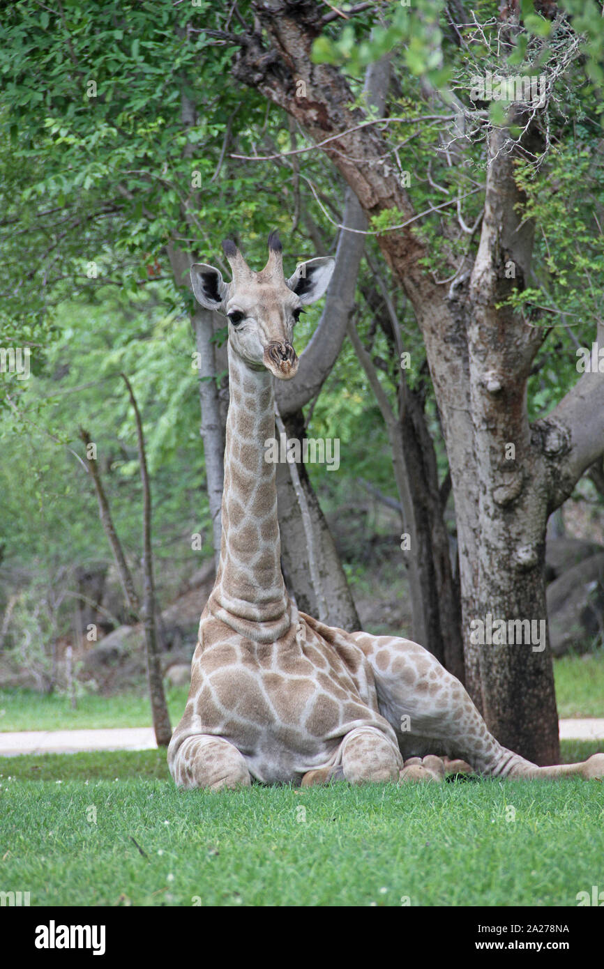 Giraffa africana posa sul prato, Zimbabwe. Foto Stock
