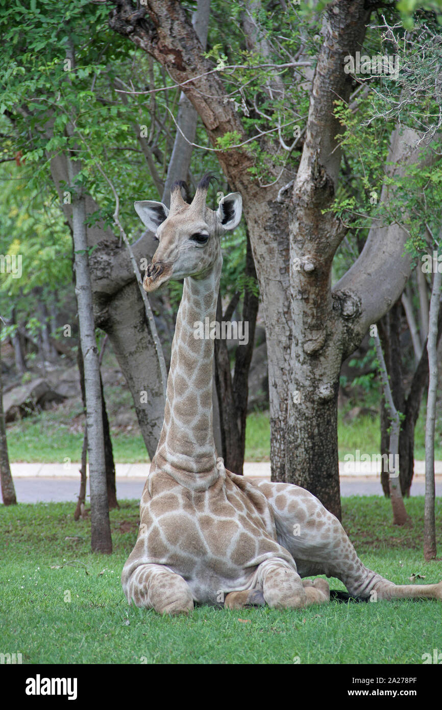 Giraffa africana posa sul prato, Zimbabwe. Foto Stock