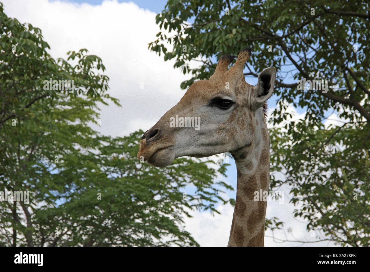 Giraffa africana di testa, Zimbabwe. Foto Stock