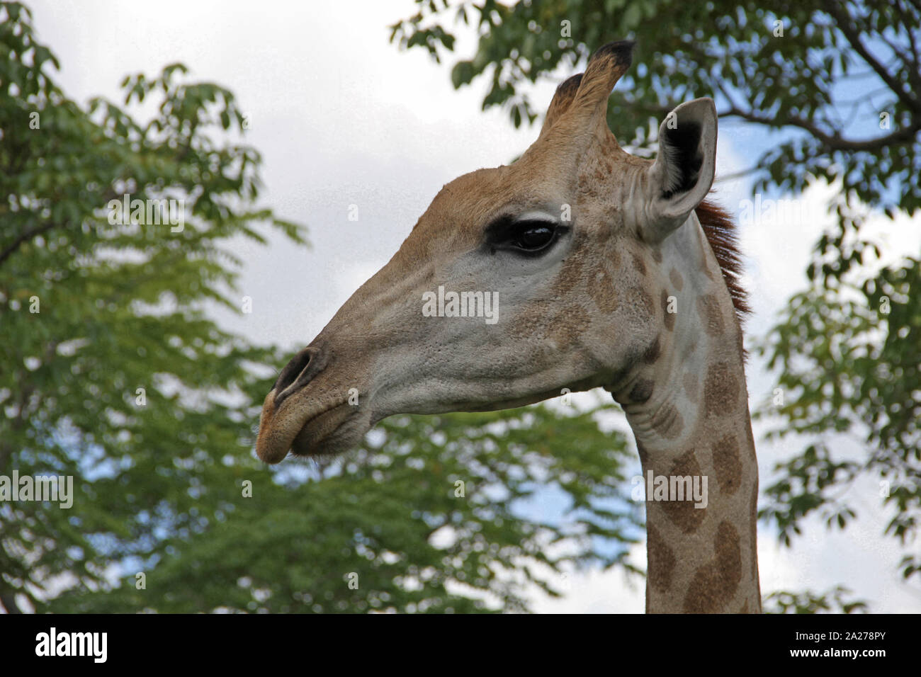 Giraffa africana di testa, Zimbabwe. Foto Stock