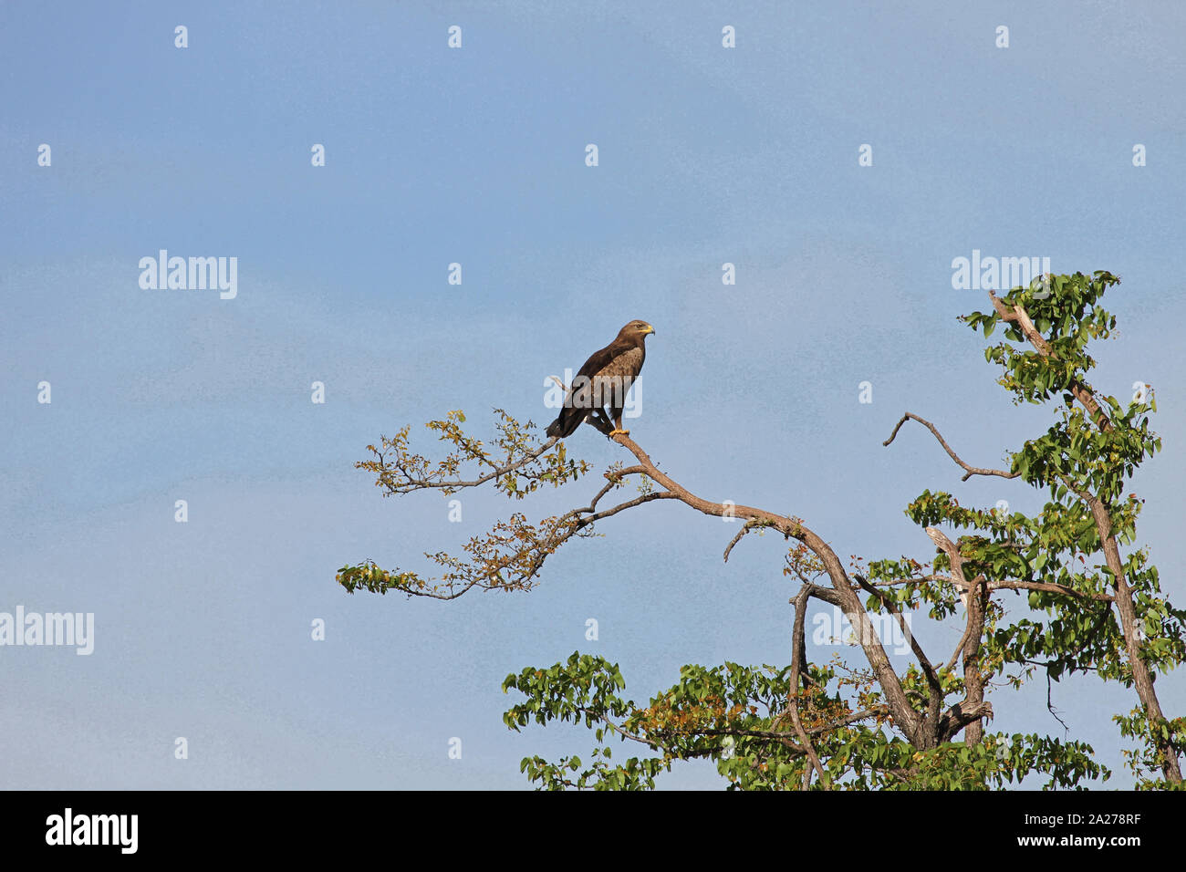 Giallo-fatturati kite appollaiato sul ramo di albero contro il cielo blu, Victoria Falls riserva privata, Zimbabwe. Foto Stock