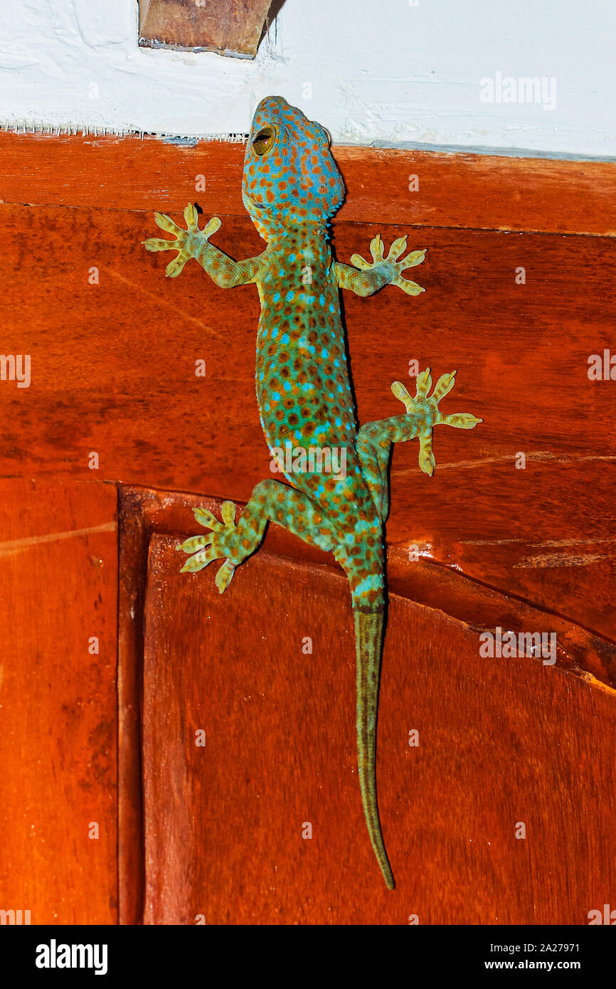 Colorato di Tokay Gecko (Gekko gecko) la caccia su una parete, la seconda più grande specie di questo rettile. Koh Rong Sanloem isola, a Sihanoukville, Cambogia Foto Stock