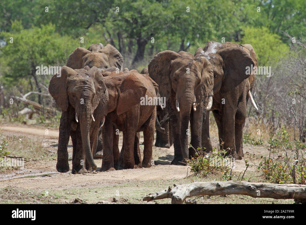 Branco di elefanti africani, Victoria Falls riserva privata, Zimbabwe. Foto Stock