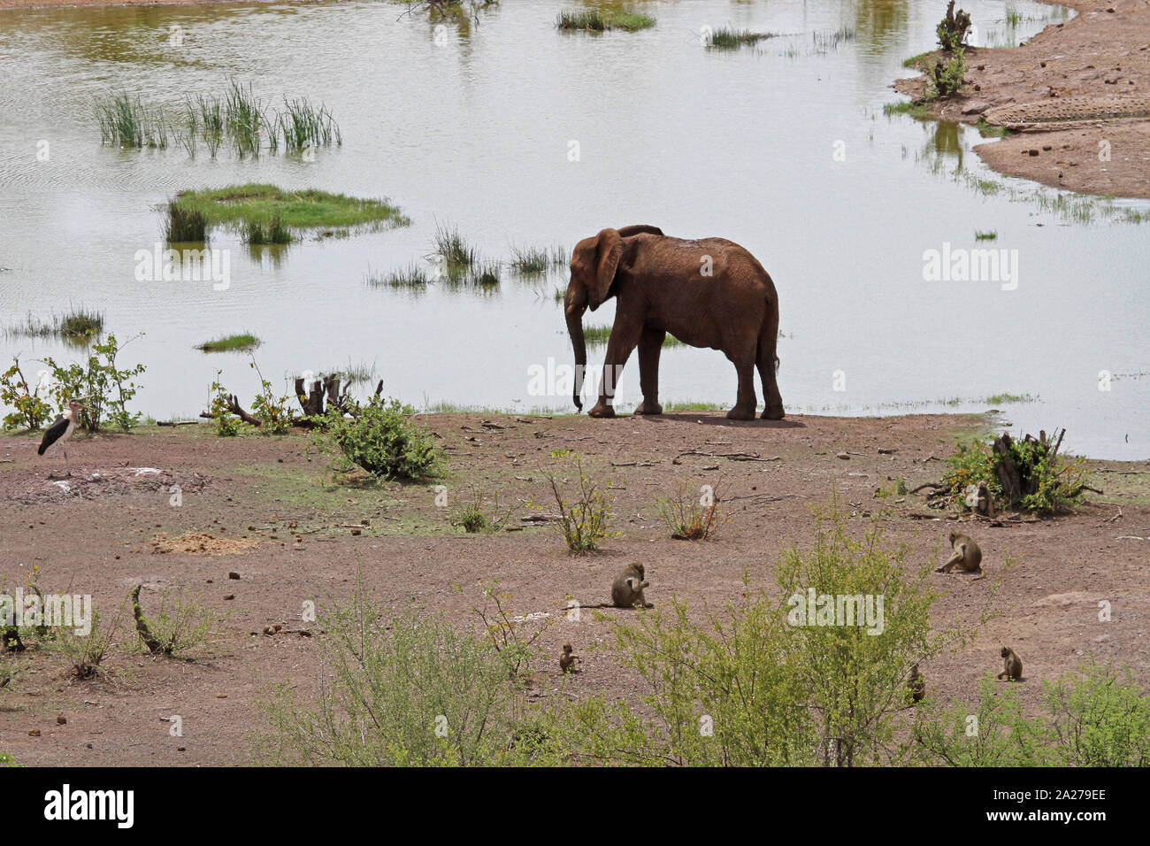 I giovani adulti elephant con marabou stork e scimmie vervet, Victoria Falls National Park, Zimbabwe. Foto Stock