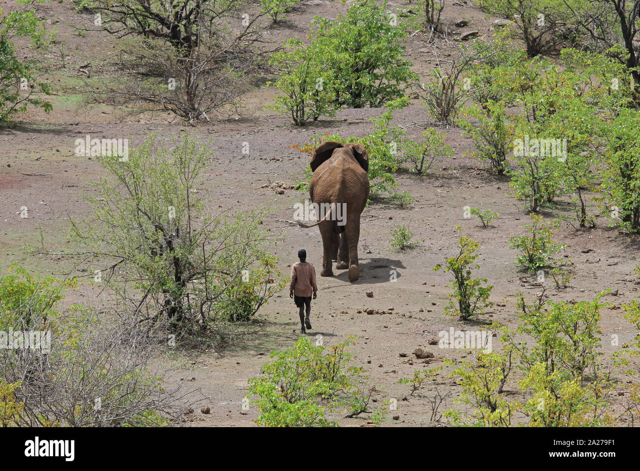 Giovani adulti e elephant man walking, Victoria Falls National Park, Zimbabwe. Foto Stock