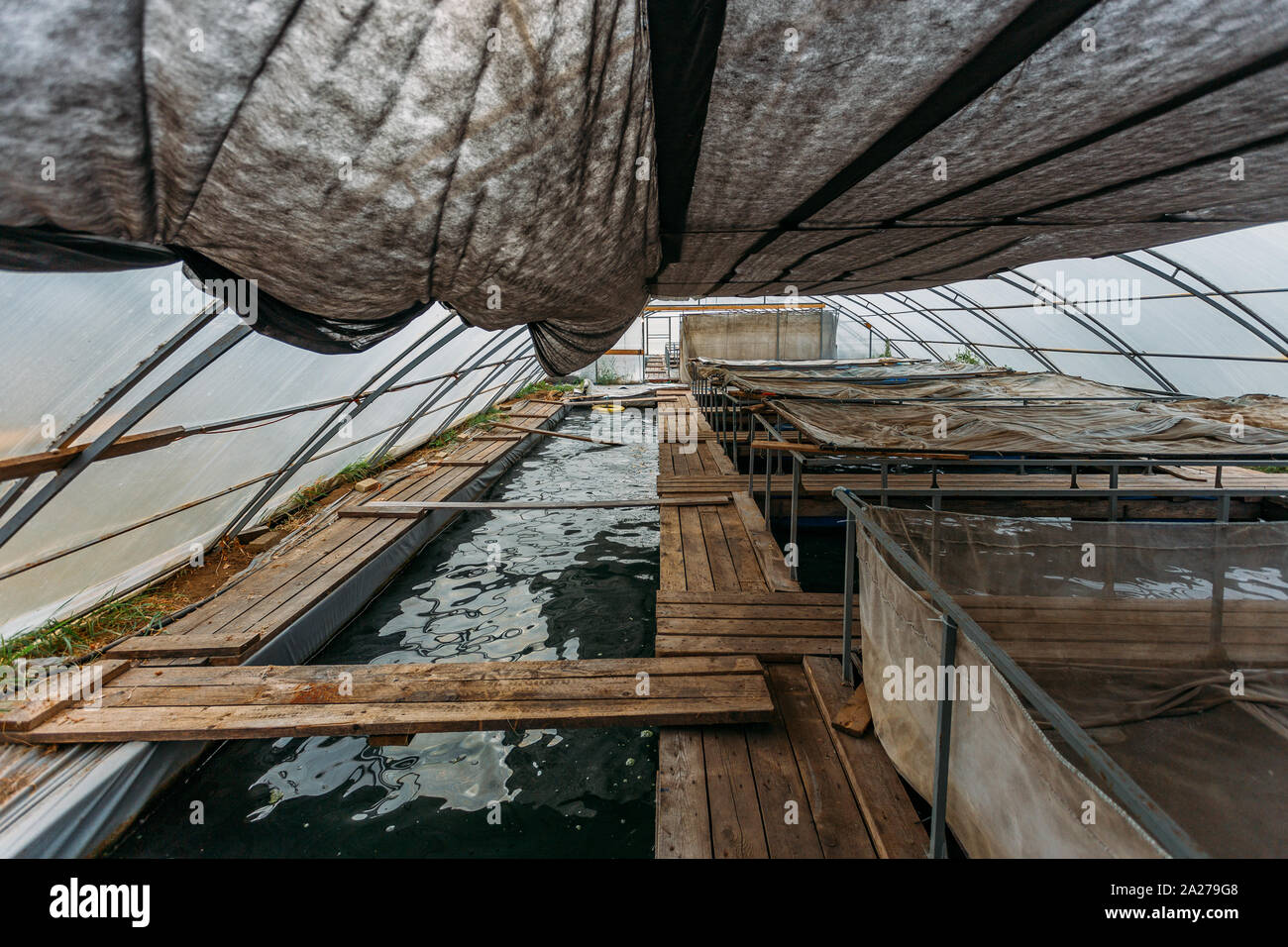 Serra con pesci di acquacoltura vivaio per la coltivazione dei piccoli storioni e trote. Foto Stock