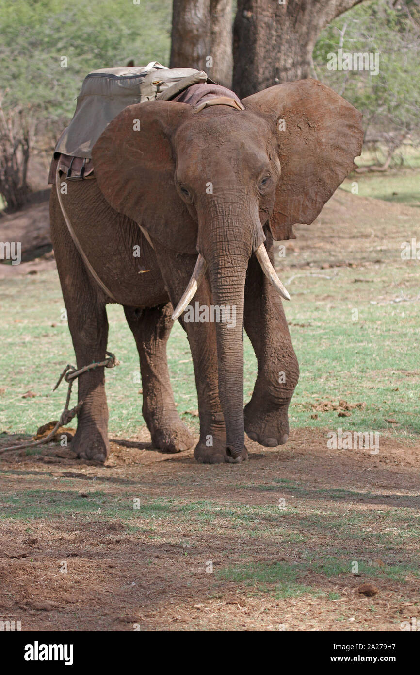 Elefante africano con la sella/howdah sulla sua schiena, Zimbabwe. Foto Stock