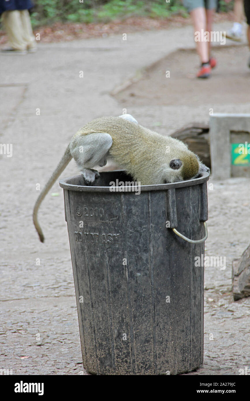 Vervet monkey scavando in un bidone della spazzatura in gomma, Mosi-Oa-Tunya National Park, Victoria Falls, Zimbabwe. Foto Stock