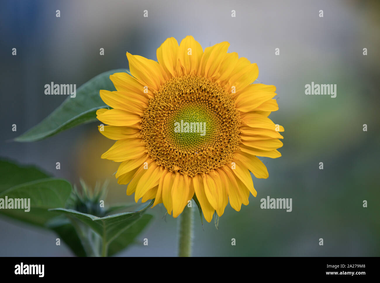 Girasole bellissimo fiore immaturi sul verde sfondo naturale Foto Stock
