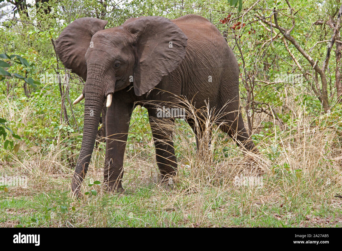 Elefante africano di Bushveld, Victoria Falls National Park, Zimbabwe. Foto Stock