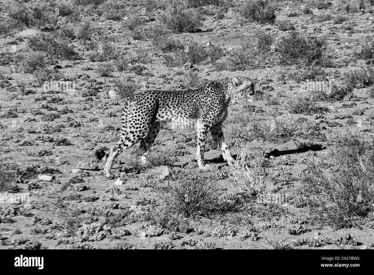Cheetah camminando sulla strada nel parco selvatico in Sud Africa Foto Stock
