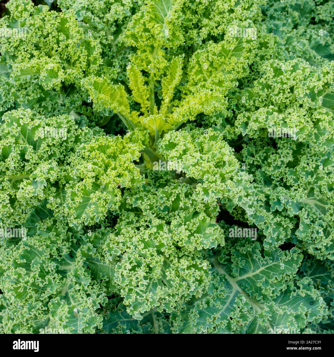 Una vista ravvicinata del verde biologico kale crescendo rapidamente in una sana e ben mantenuto patch vegetale Foto Stock