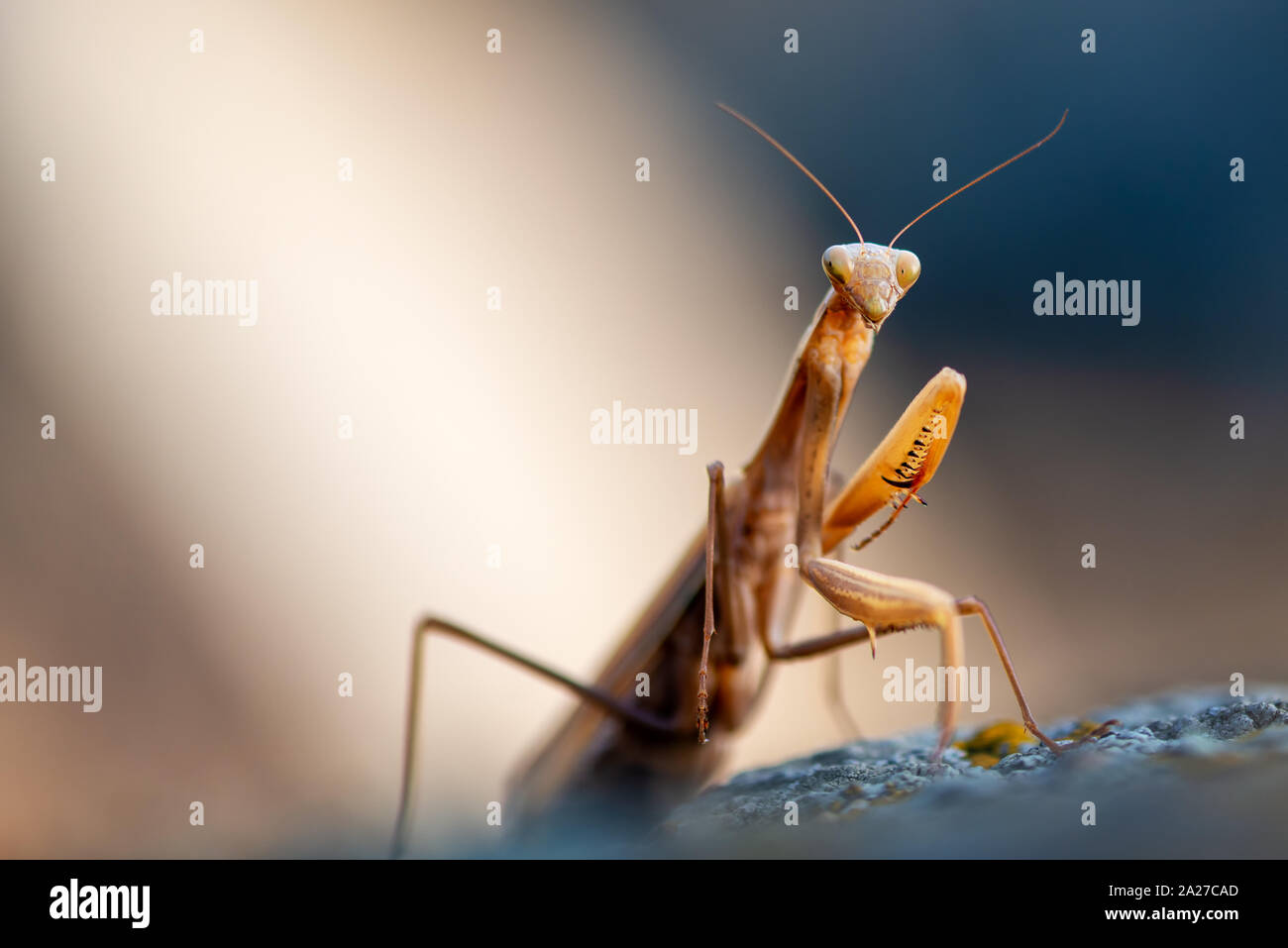 Macro Ritratto di unione Mantide Religiosa (mantide religiosa) Foto Stock