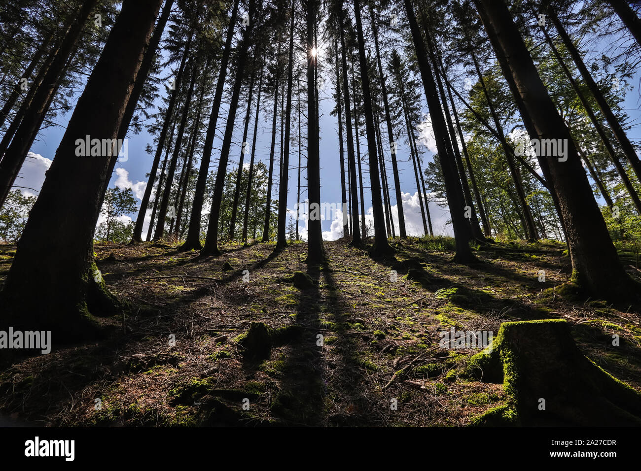 L'ombra e la foresta di Sun Foto Stock