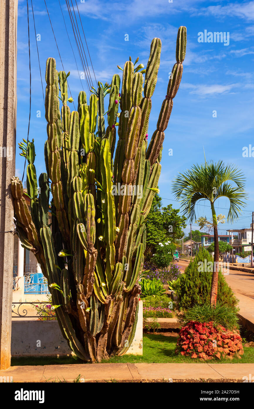 Alti cactus Saguaro impianto in un ambiente tropicale Foto Stock