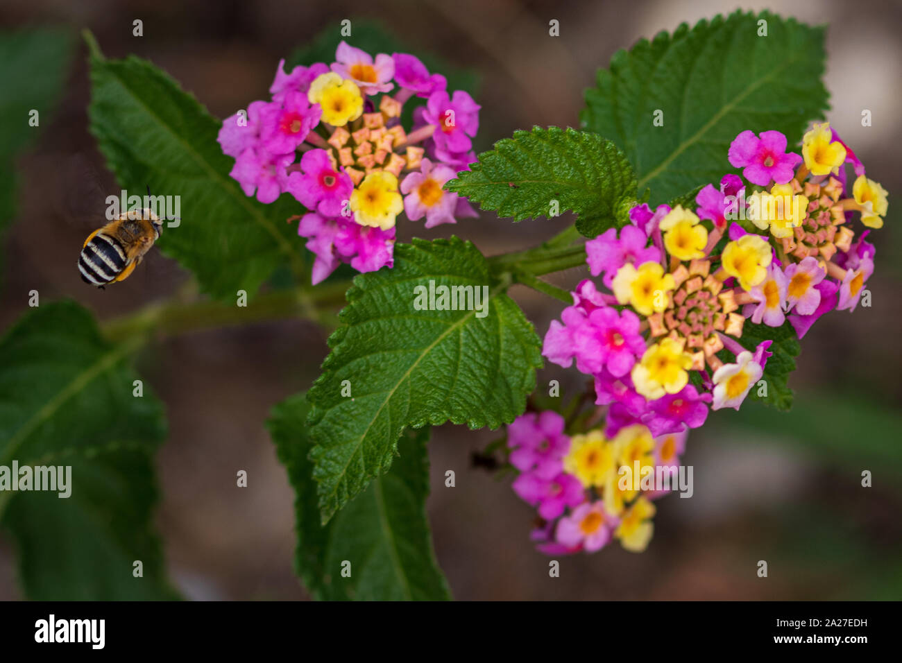 Amegilla quadrifasciata, Bee Digger a quattro righe su un fiore di Lantana Foto Stock