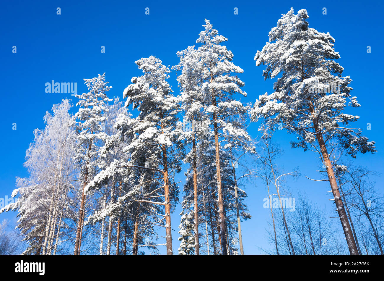 Pini coperti di neve sotto il cielo blu a giornata di sole. Foresta di inverno, naturali foto di sfondo Foto Stock