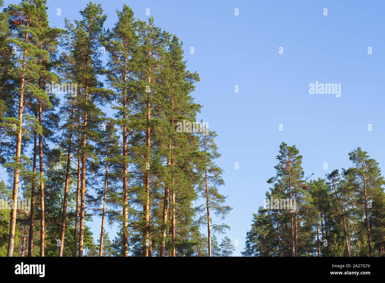 Alberi di pino sotto il cielo blu, naturale foto di sfondo. La foresta di conifere a giornata di sole Foto Stock