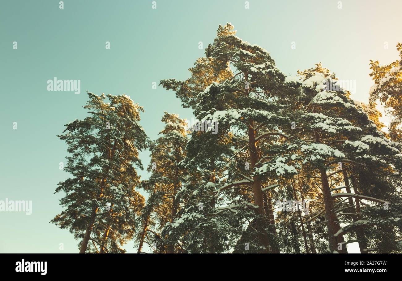 Pini coperti di neve sotto il cielo luminoso. Inverno foresta, sfondo naturale foto con correzione delle tonalità effetto di filtro Foto Stock