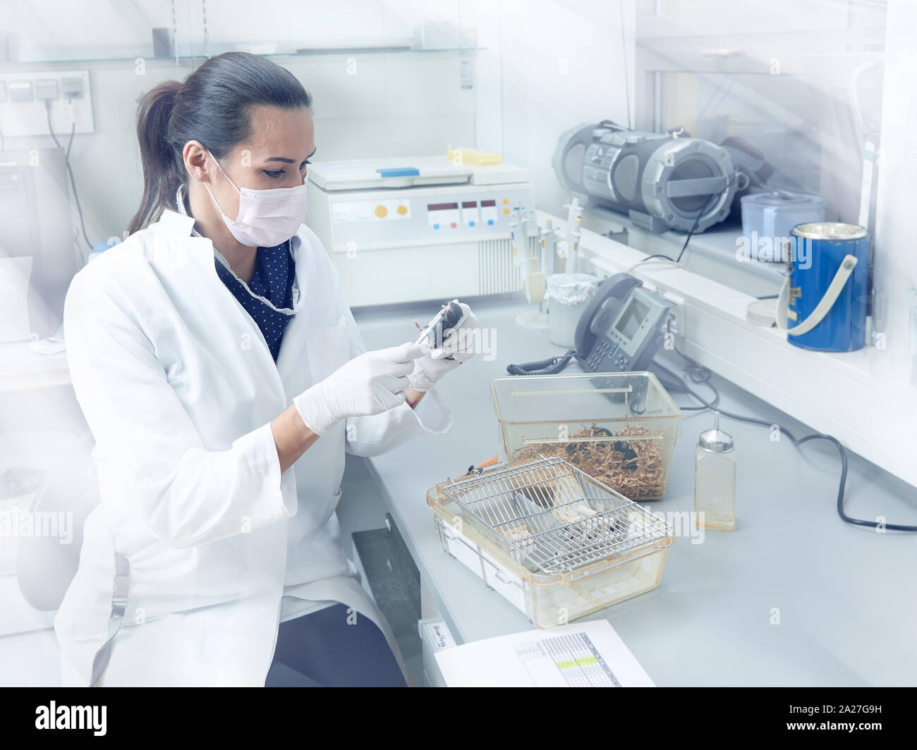 Donna scienziato esegue i test sugli animali in laboratorio moderno, ricerca accademica o impianto industriale Foto Stock