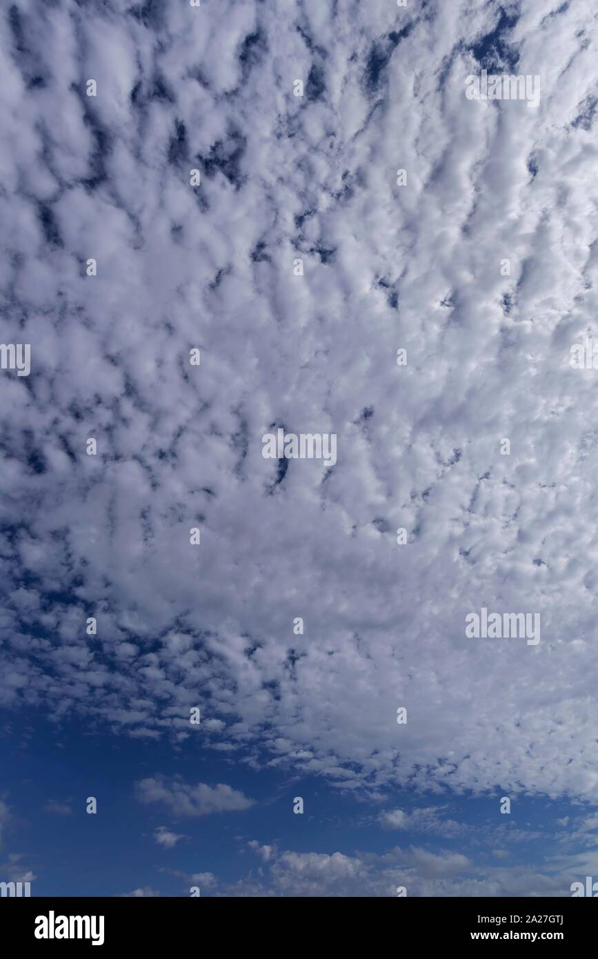 Grandi nuvole di pecora, Altocumulus, Baviera, Germania Foto Stock