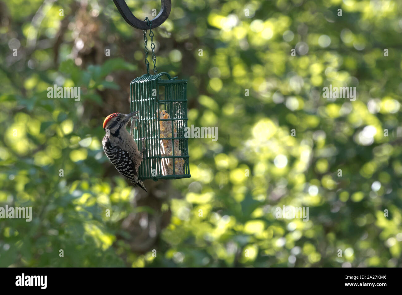 Scala-backed woodpecker al cantiere suet alimentatore. Alimentazione di uccelli selvatici è una pratica comune. Foto Stock