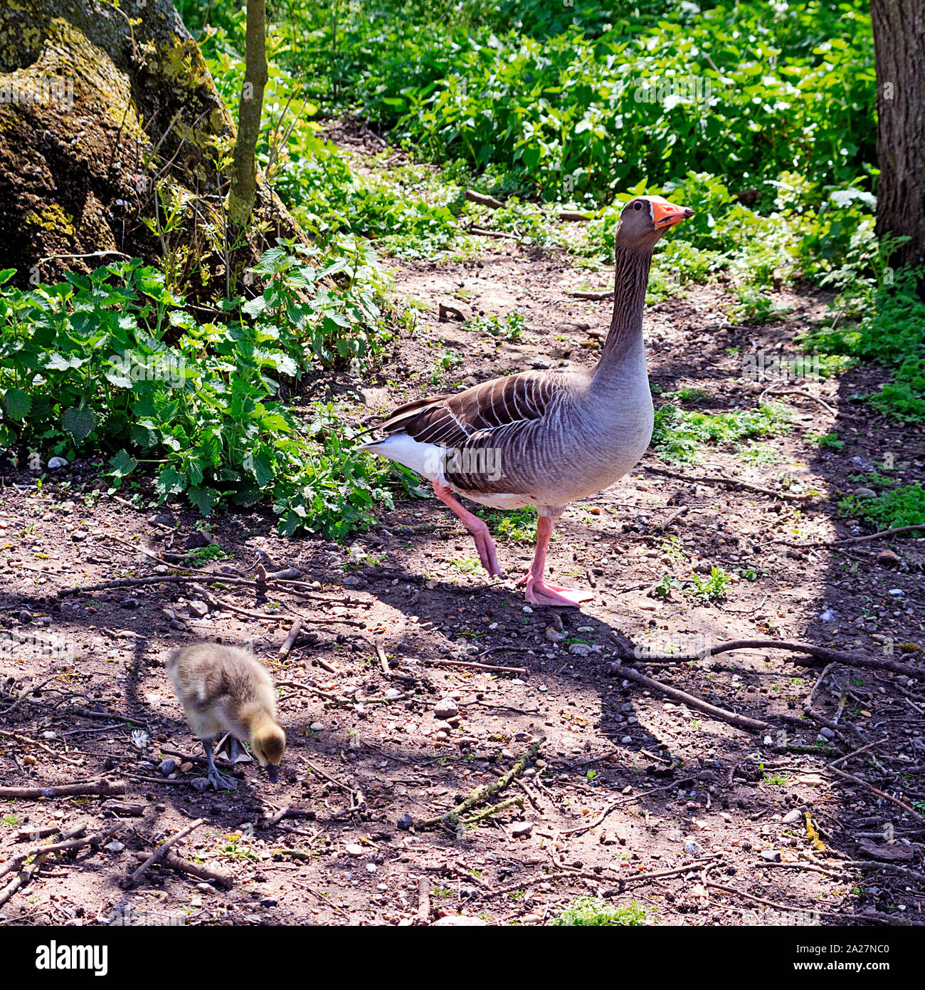 Oche Graylag con pulcino a Rollesby ampia, Norfolk Foto Stock
