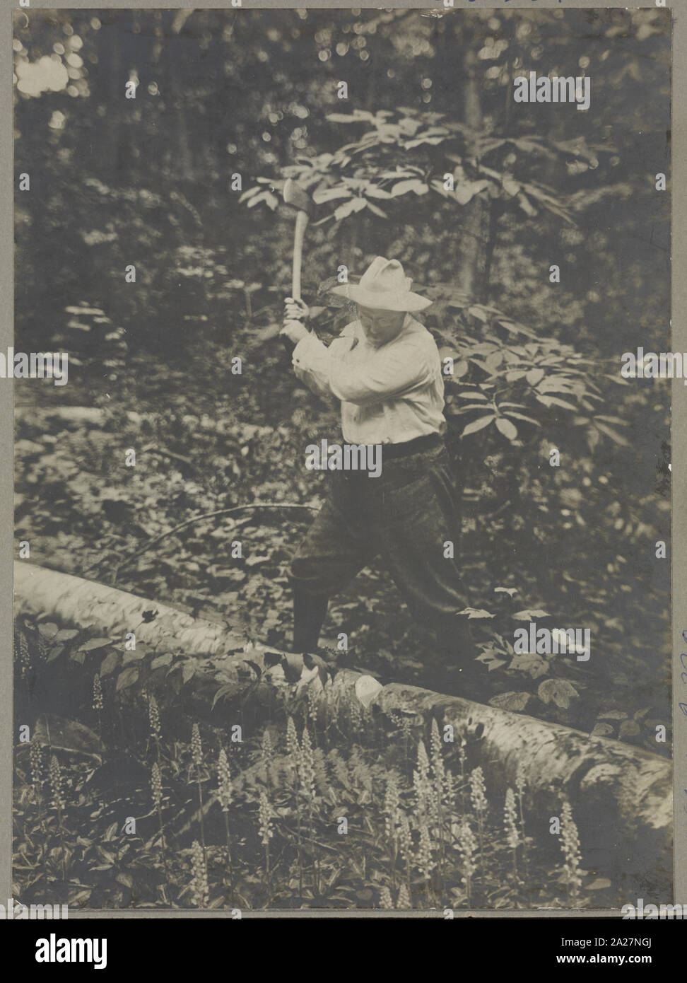 Il presidente Roosevelt trinciatura, Sagamore Hill, Presidente del paese home Foto Stock