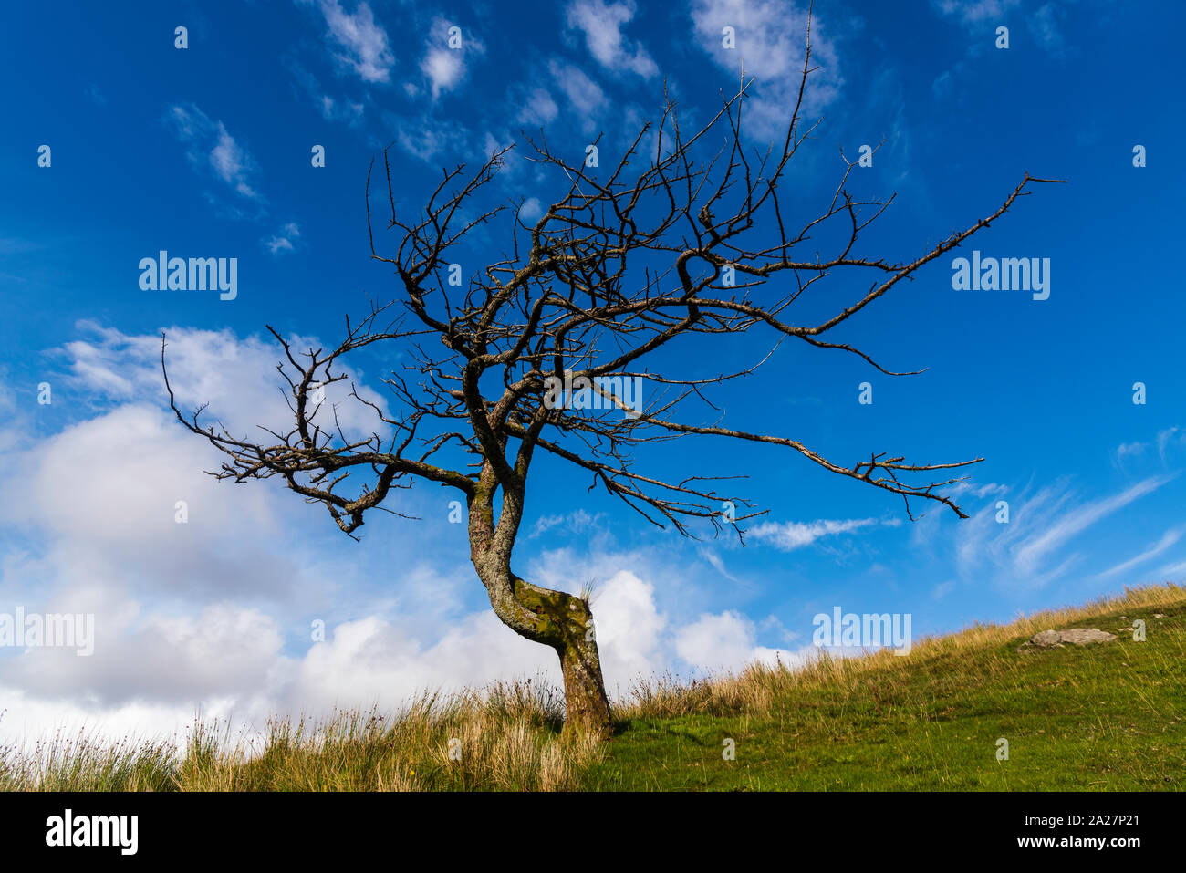 Un albero solitario Foto Stock