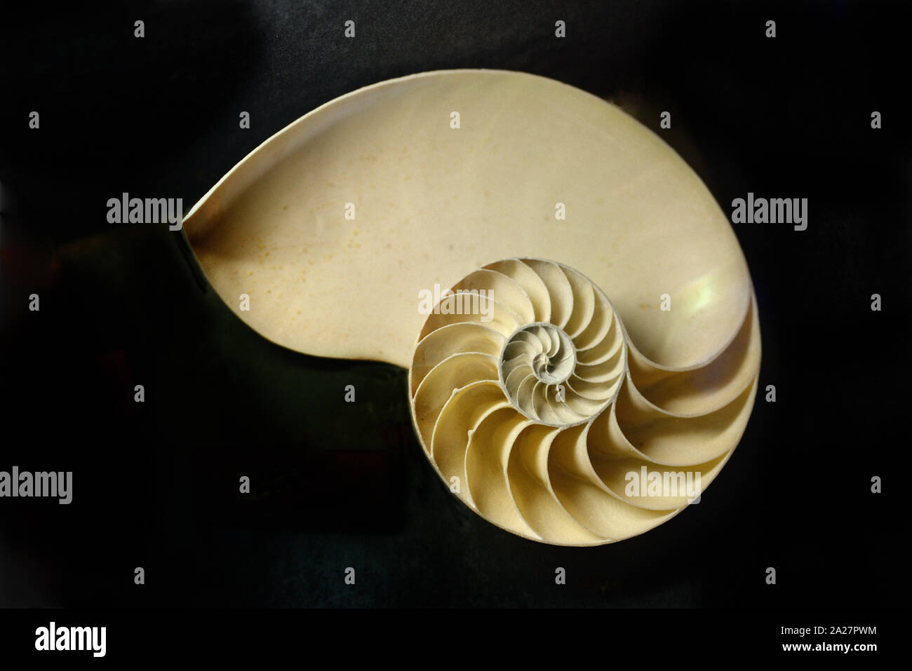 Tagliare il guscio di Chambered Nautilus Nautilus pompilio, mostrando spirale equiangolare a spirale o a spirale logaritmica, dalla regione Indo-pacifico Foto Stock