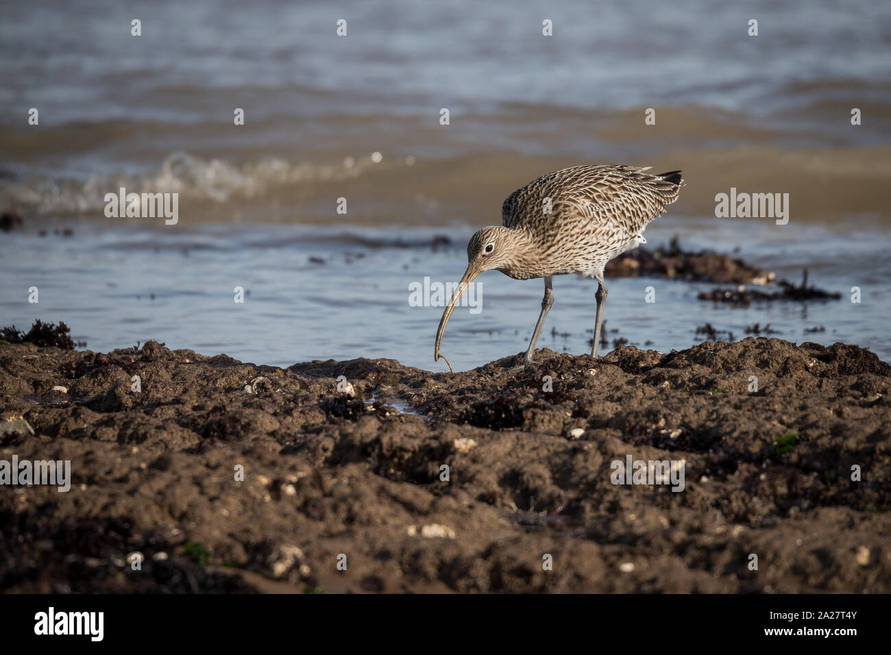 Curlew alla ricerca di cibo lungo il litorale costiero Foto Stock