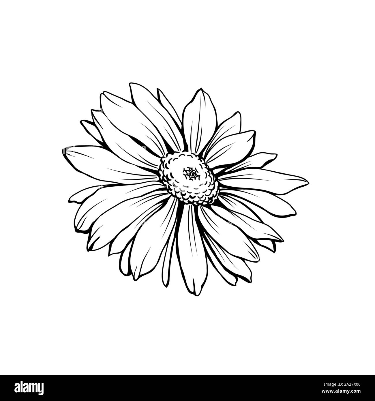 Fiore a margherita con bud freehand illustrazione vettoriale. Tedesco, camomilla Matricaria chamomilla contorno monocromatica. Impianto di miele, fiori selvatici incisione. Erbe omeopatici, millefiori con il nome di disegno Illustrazione Vettoriale