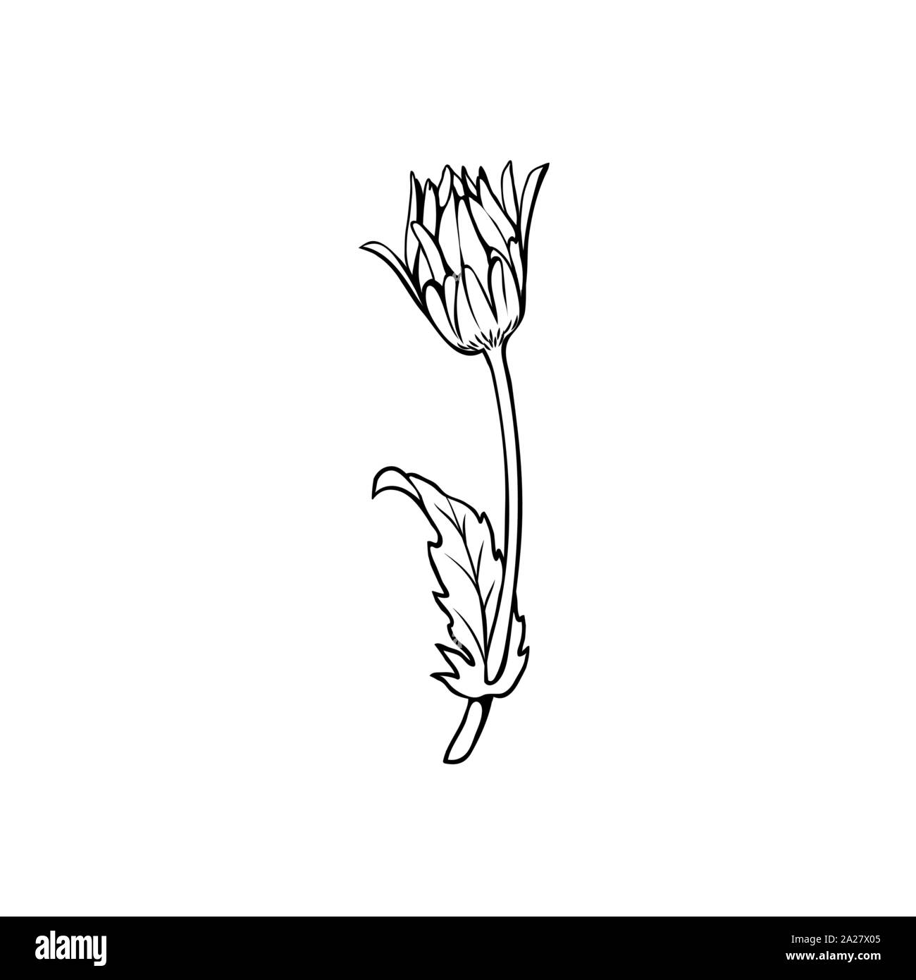 Fiore a margherita con bud freehand illustrazione vettoriale. Tedesco, camomilla Matricaria chamomilla contorno monocromatica. Impianto di miele, fiori selvatici incisione. Erbe omeopatici, millefiori con il nome di disegno Illustrazione Vettoriale