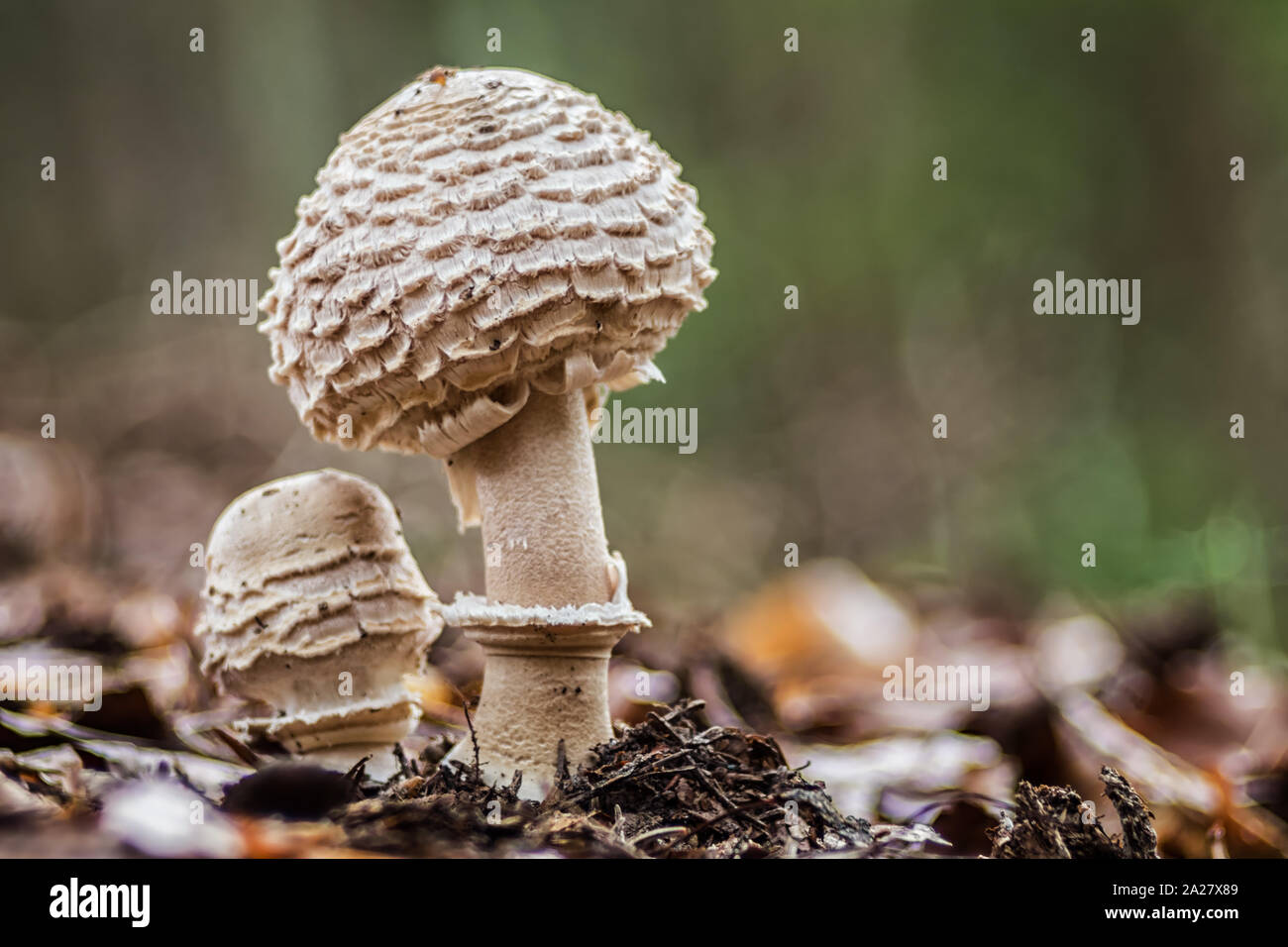 Pilz, testa a fungo Foto Stock