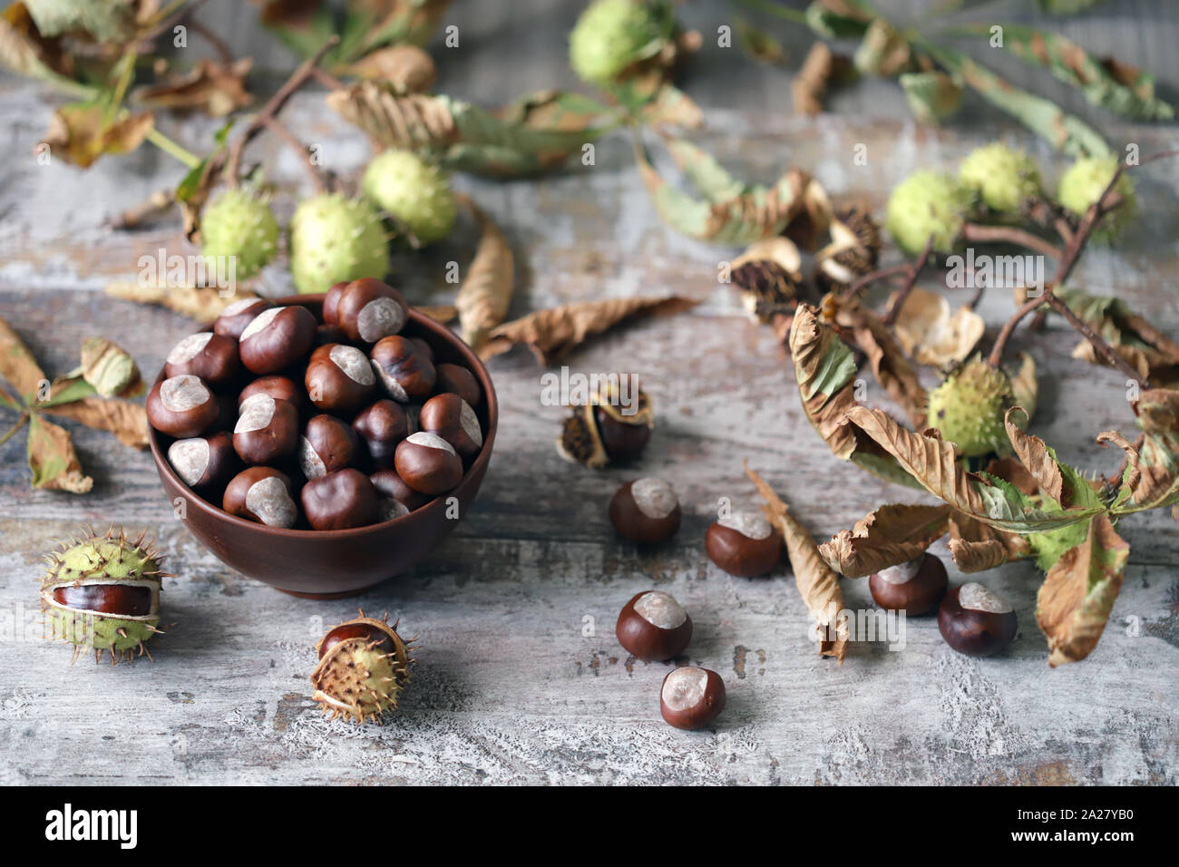 Le castagne. Buckeyes. In autunno l'umore. Le foglie di un albero di castagno. Foto Stock