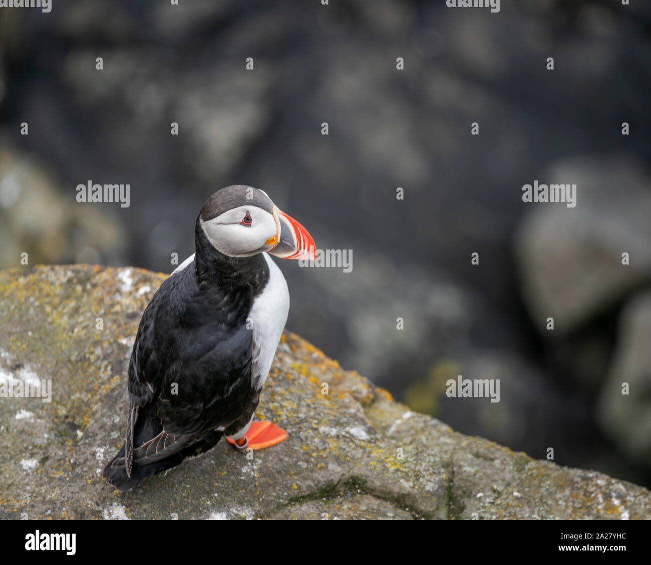Atlantic puffini, Islanda Foto Stock