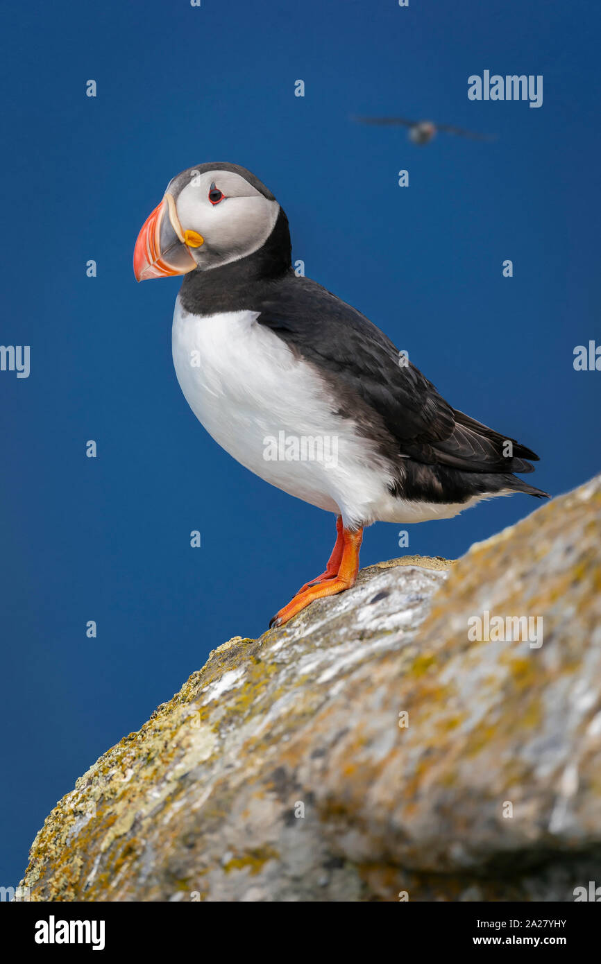 Atlantic puffini, Islanda Foto Stock