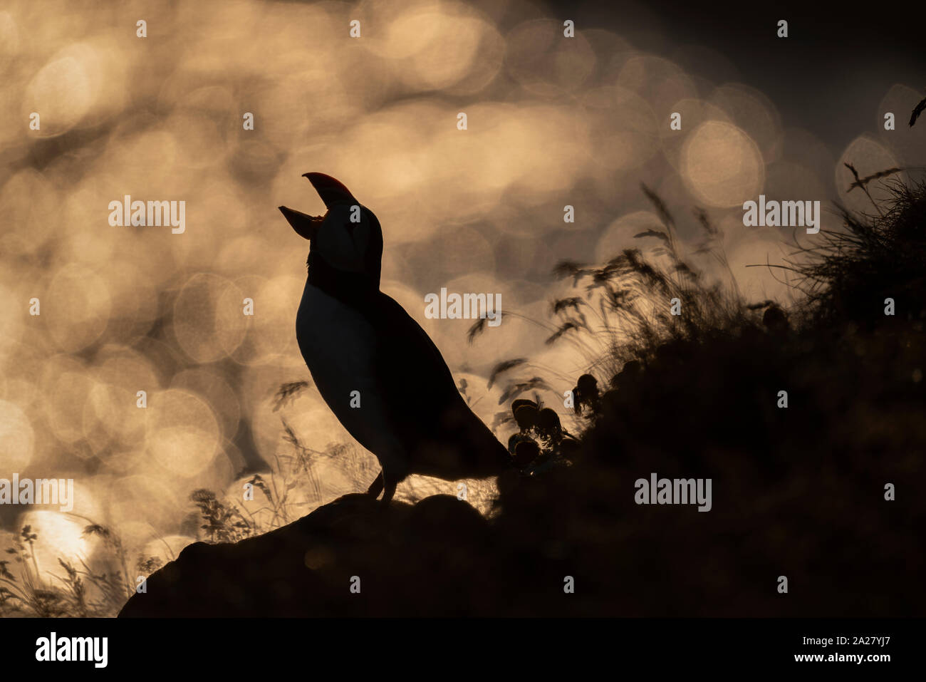 Atlantic puffini, Islanda Foto Stock