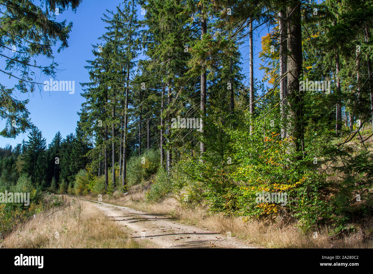 Foresta di autunno nel Waldviertel, Austria Foto Stock