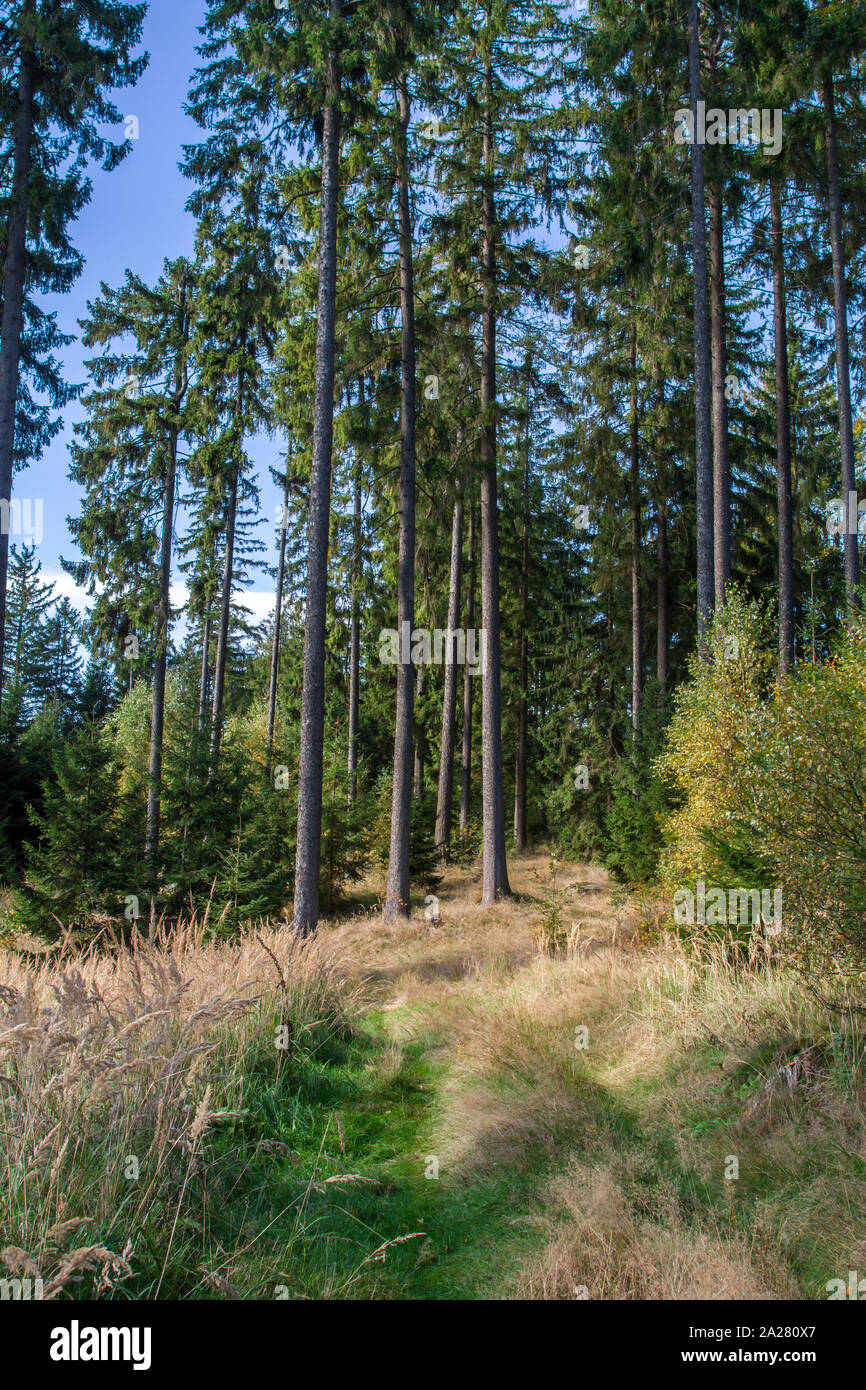 Foresta di autunno nel Waldviertel, Austria Foto Stock