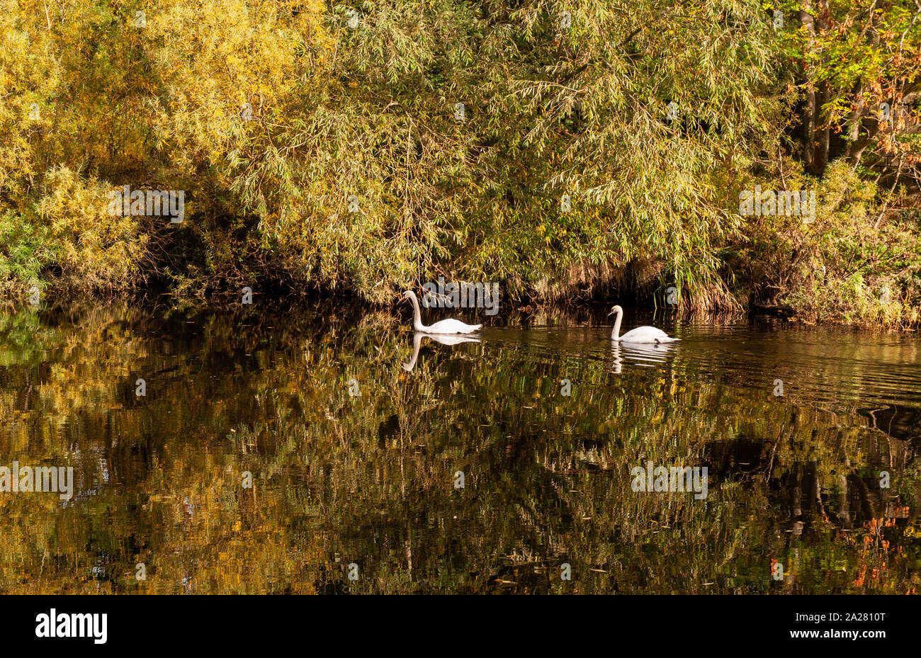 Cigni in autunno, in Otley Foto Stock