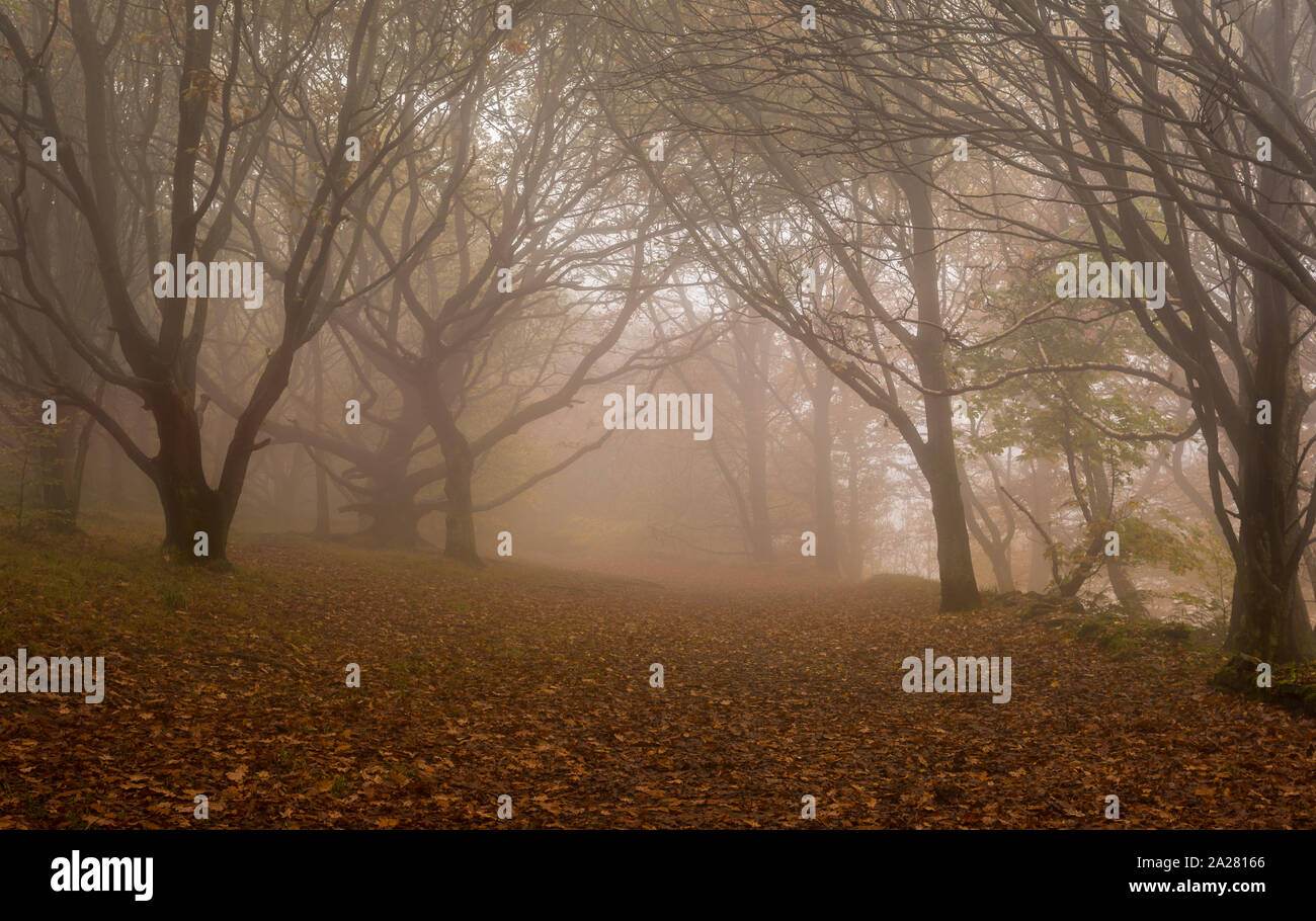 Chevin Forest park nella nebbia Foto Stock