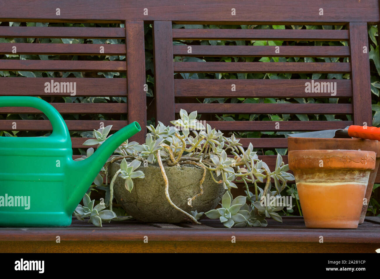 Fiori da Giardino in vasi di fiori e zucche Foto Stock