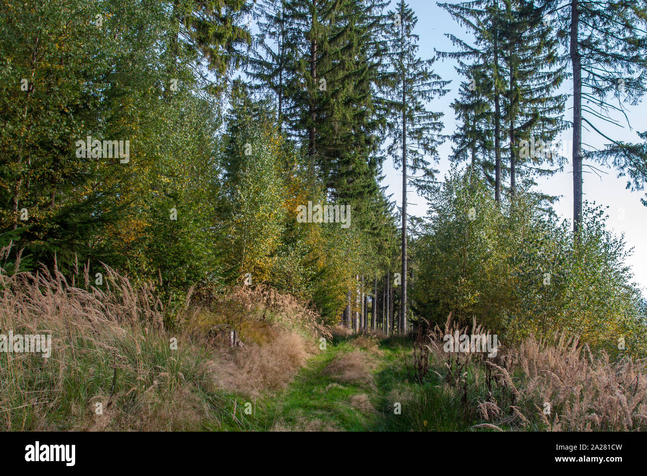 Foresta di autunno nel Waldviertel, Austria Foto Stock
