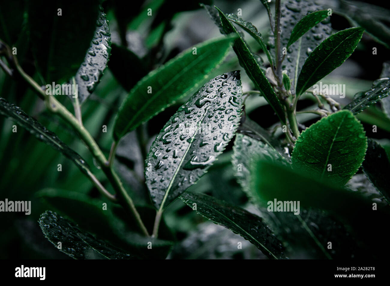 Una boccola con un close-up di foglie di colore verde scuro riempito con gocce di pioggia dopo una massiccia caduta la pioggia alla fine di settembre a Malmö, in Svezia. Foto Stock