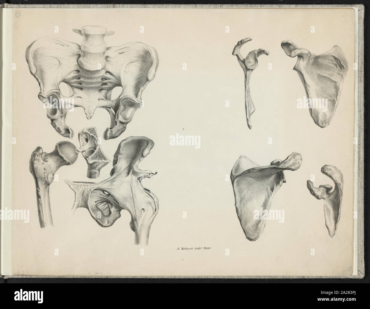 Stampa di campioni di tavole anatomiche della pelvi umana e hip ossa / A. Kollner's Lithy., Phila Foto Stock