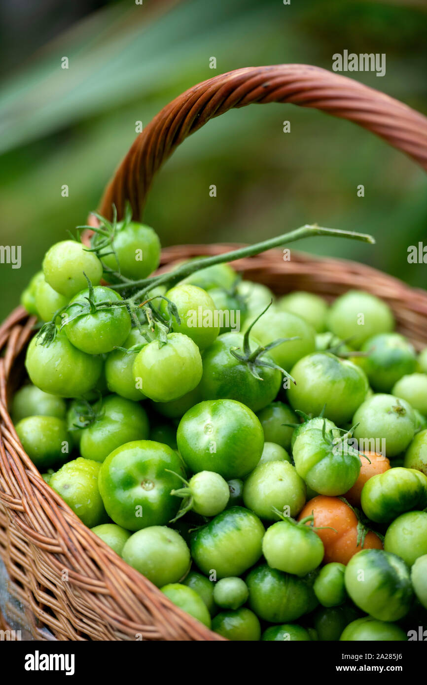 Non maturate pomodori verdi per rendere il chutney REGNO UNITO Foto Stock