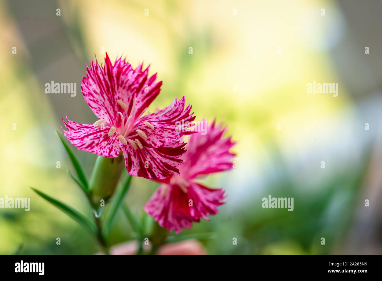 Botanica botanico di fiori di garofano natura sequier rosa fiore giardino fiorito Foto Stock