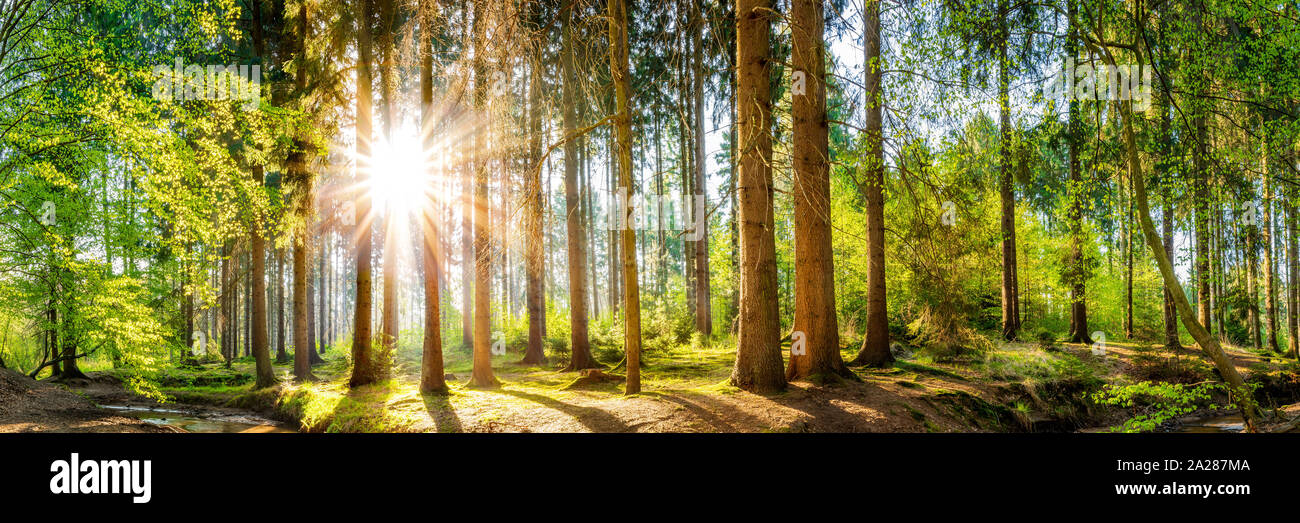 Bella foresta in primavera con la luce diretta del sole che splende attraverso gli alberi Foto Stock